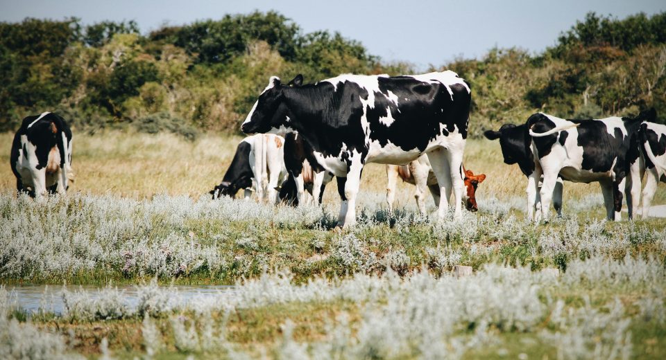 Cow on green grass field.