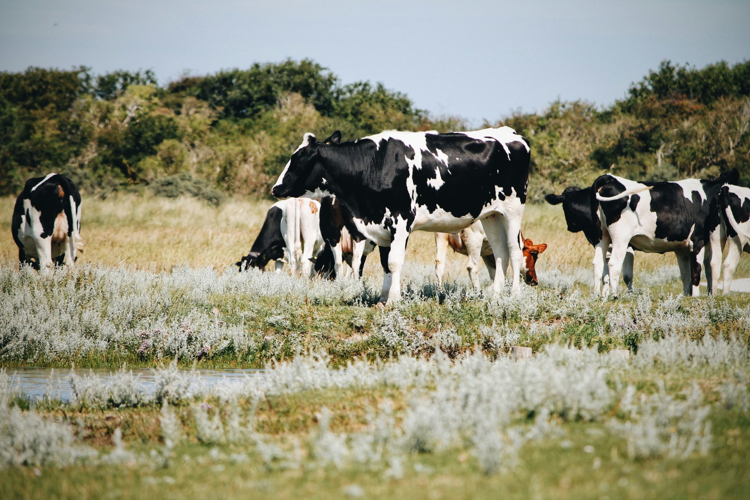 Cow on green grass field.