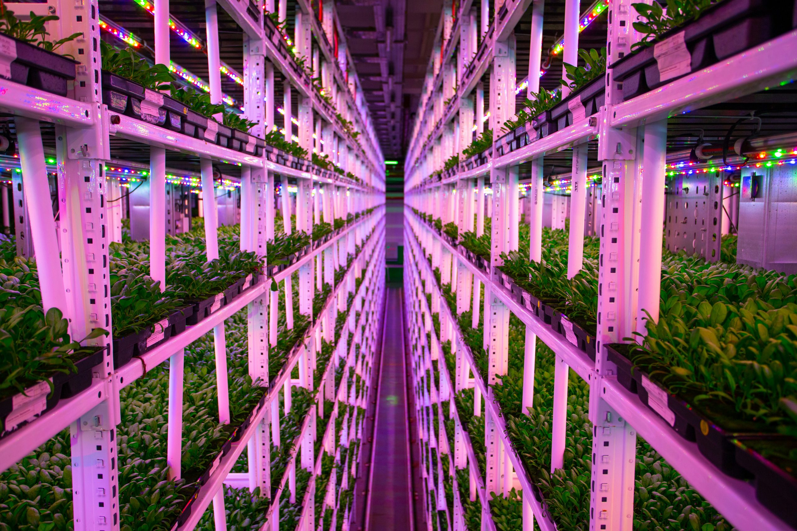Vertically stacked plants in a high-tech indoor farming facility with LED lighting and automation, demonstrating sustainable high-efficiency agriculture.